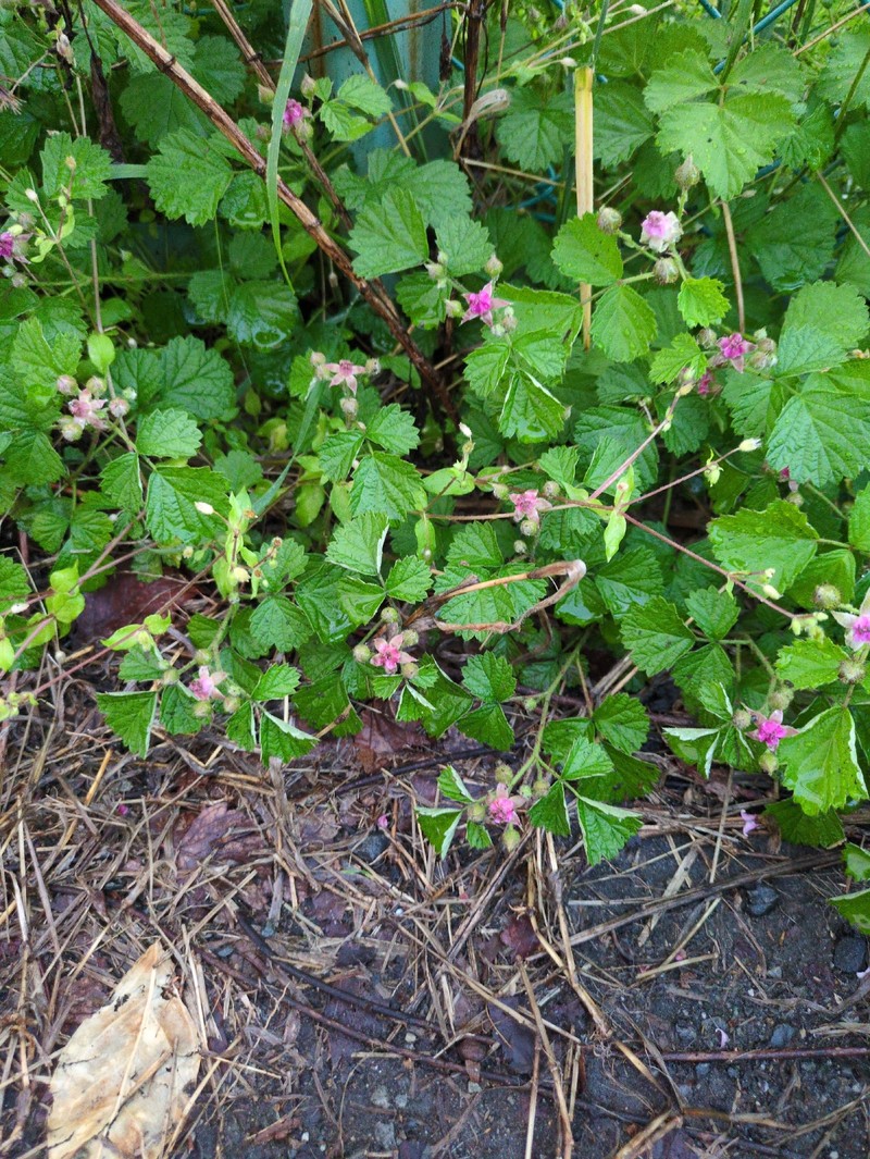 Threeleaf Blackberry photo 2