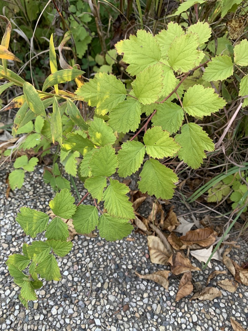 Threeleaf Blackberry photo 4