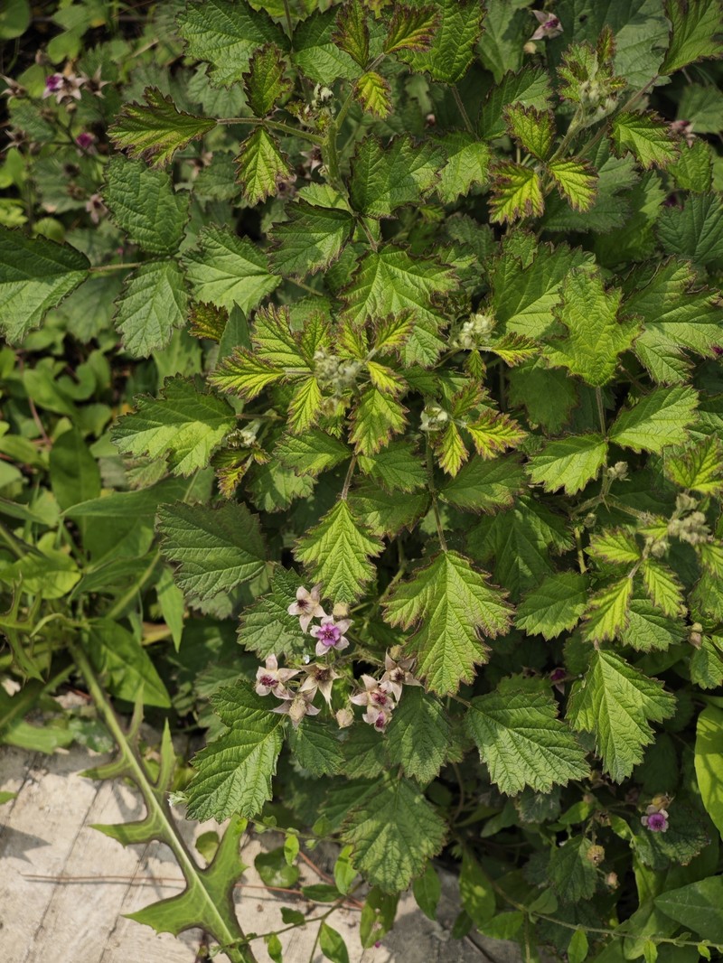 Threeleaf Blackberry photo 6