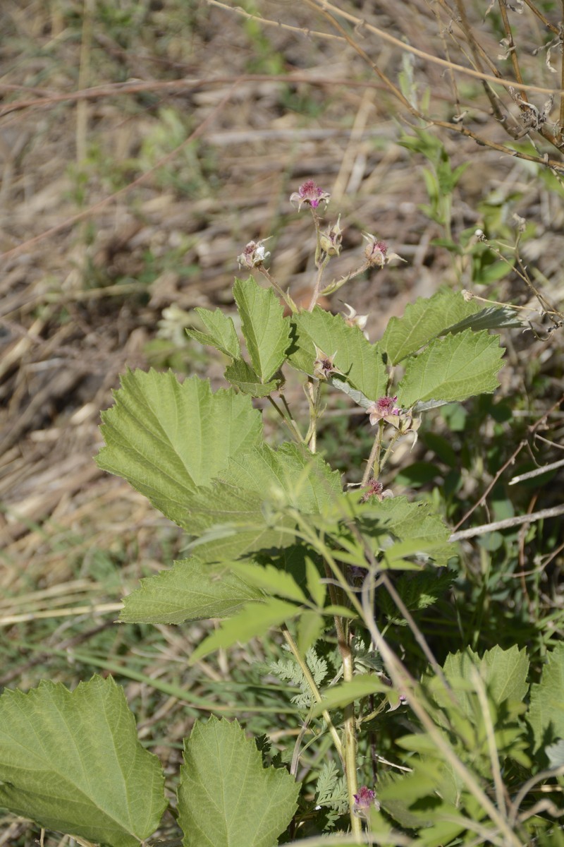 Threeleaf Blackberry photo 7