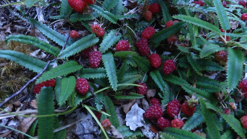 Rubus parvus photo 2