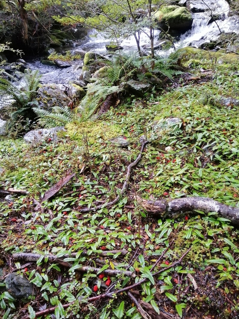 Rubus parvus photo 3