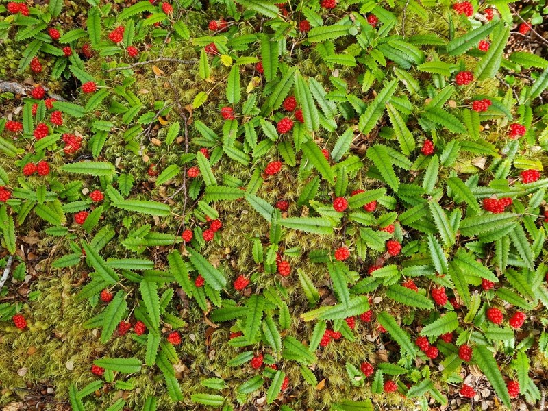 Rubus parvus photo 4
