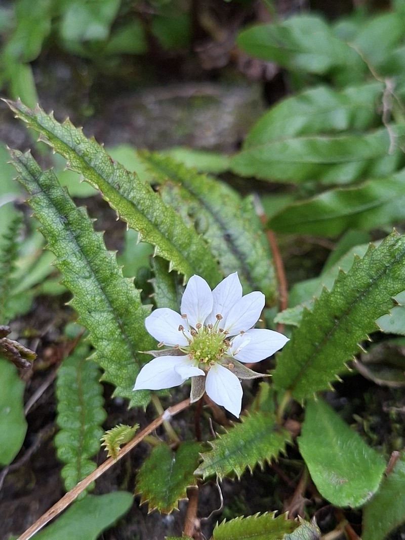 Rubus parvus photo 7