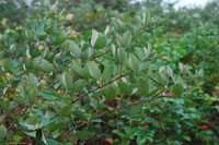 Chesapeake Blackberry