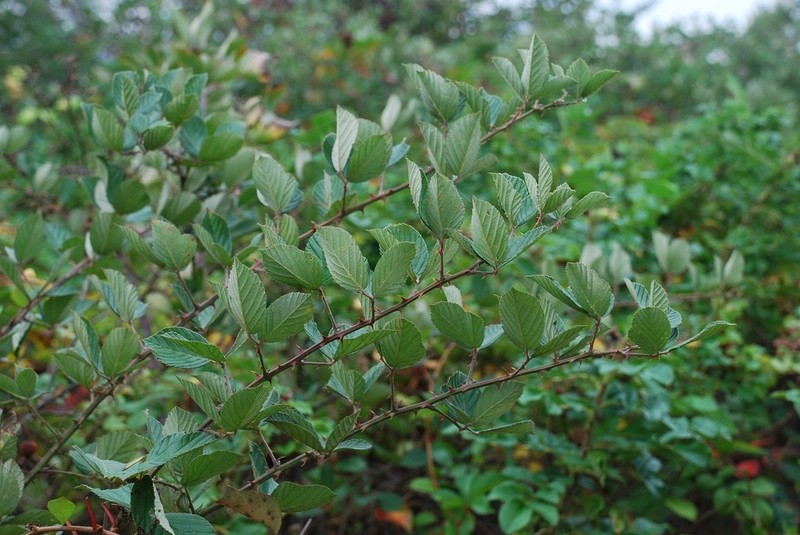 Chesapeake Blackberry