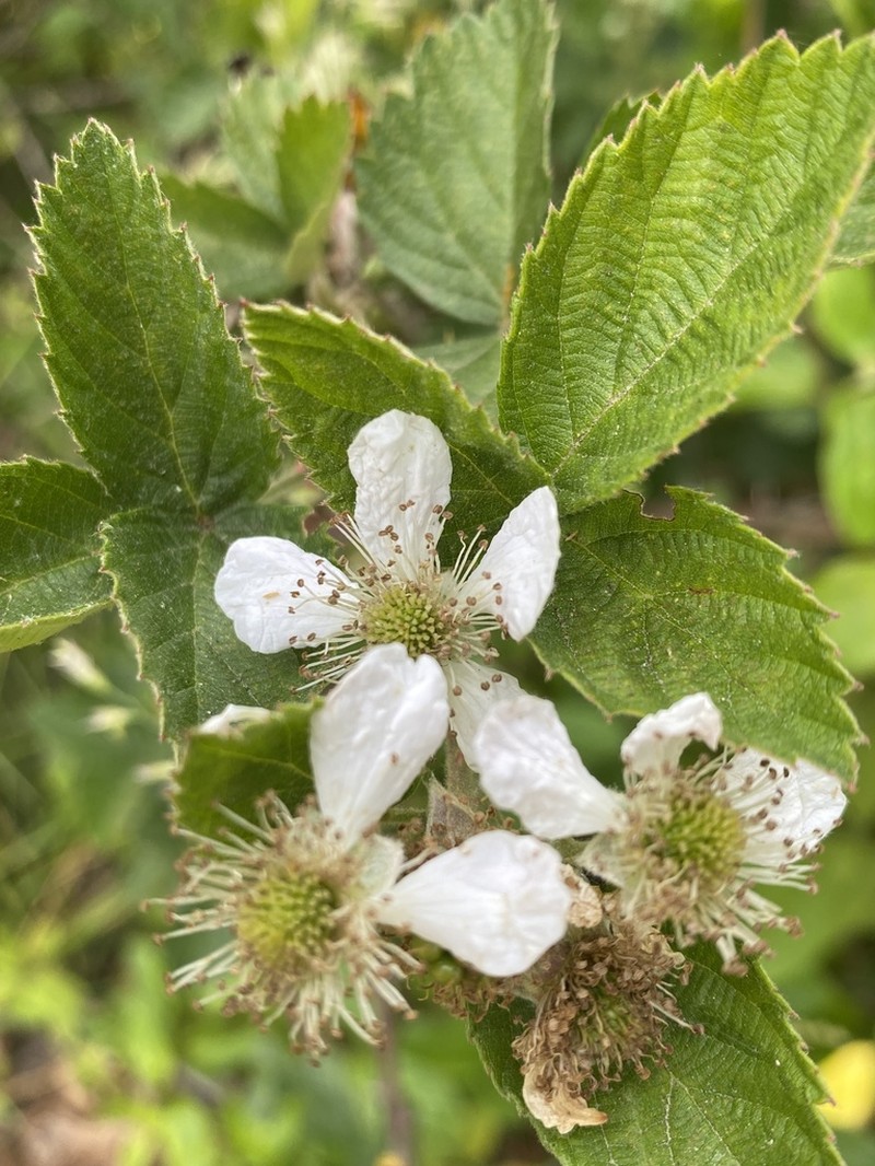 Chesapeake Blackberry photo 3