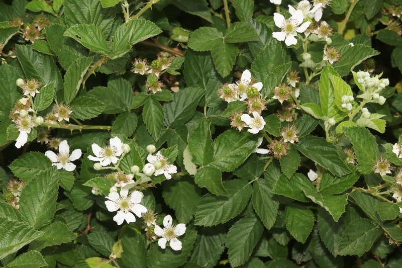 Chesapeake Blackberry photo 4