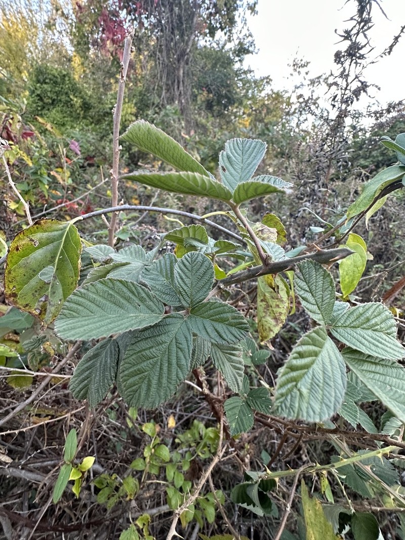 Chesapeake Blackberry photo 5