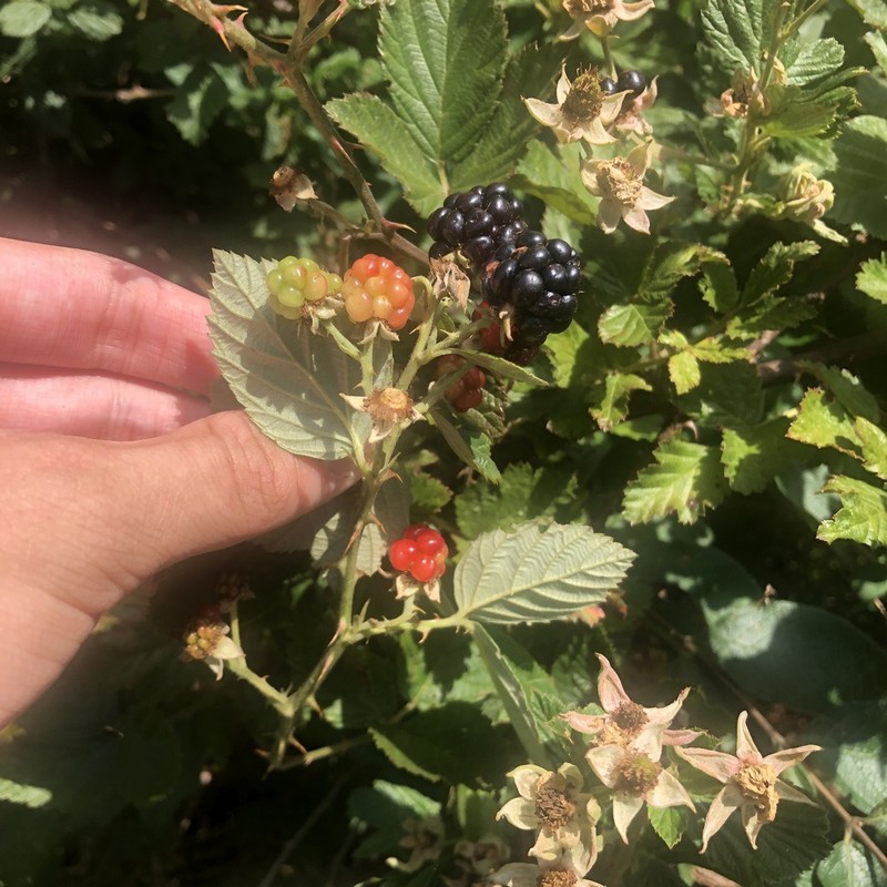 Chesapeake Blackberry photo 6