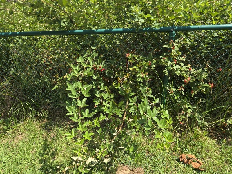 Chesapeake Blackberry photo 7