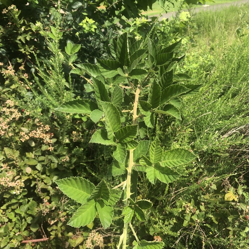 Chesapeake Blackberry photo 8