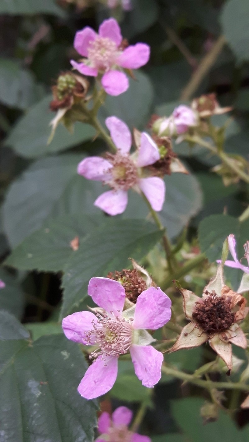 Rubus passionis