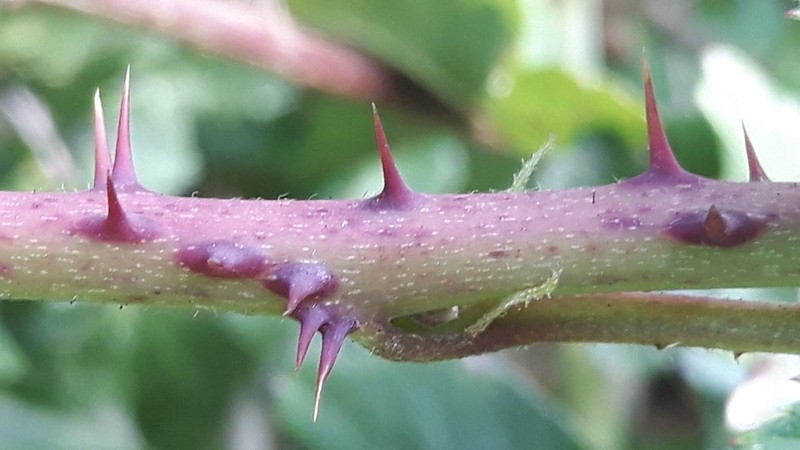 Rubus passionis photo 2
