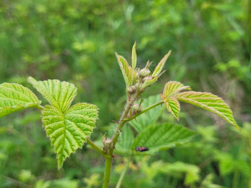 Rubus passionis photo 3