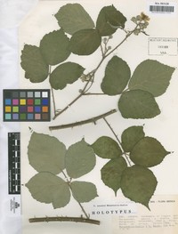 Rubus pauanus