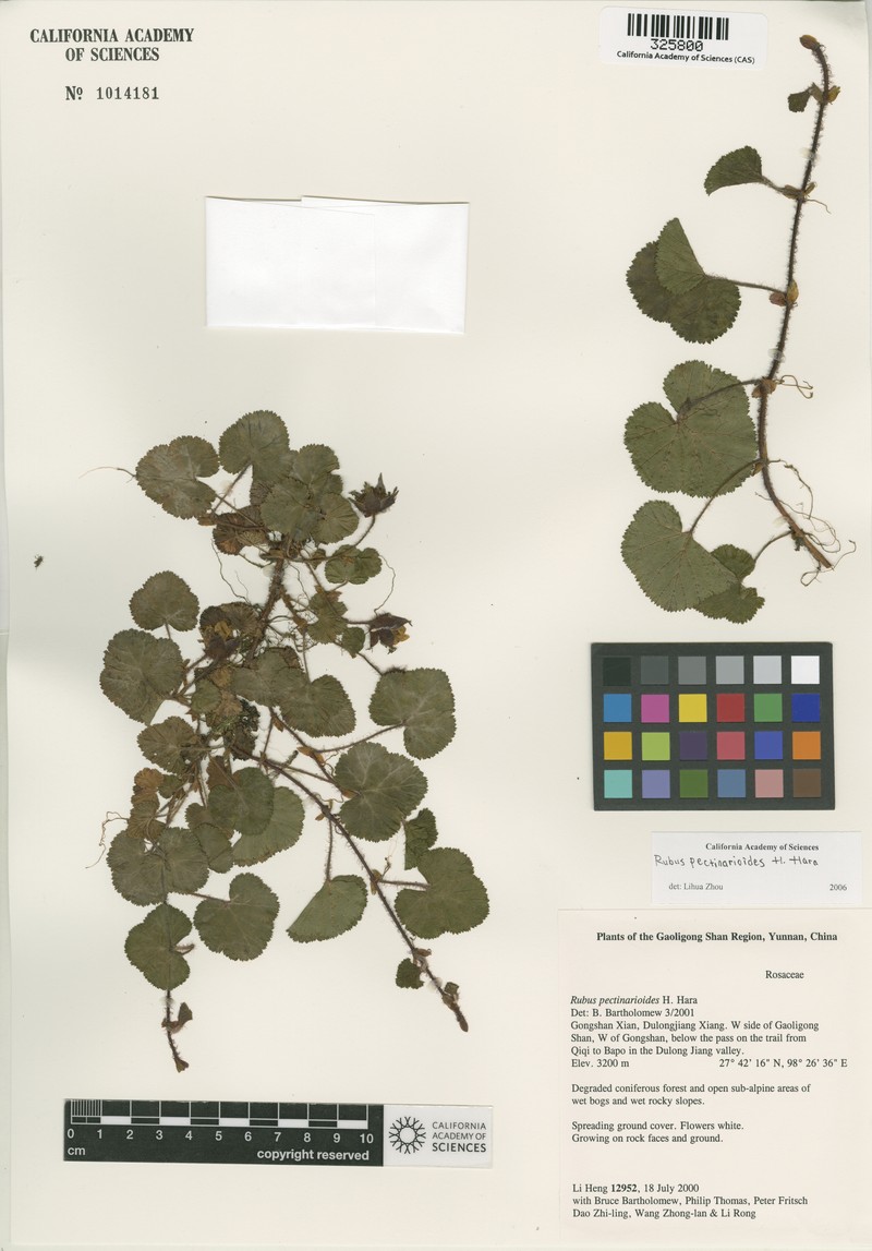 Rubus pectinarioides