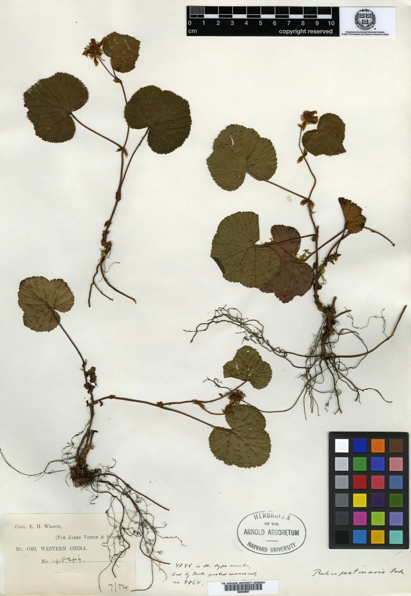 Rubus pectinaris