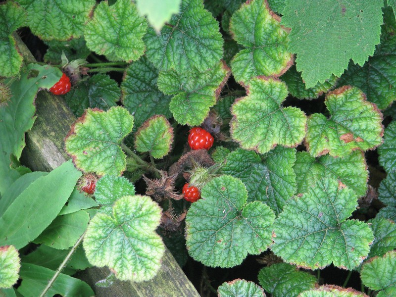 Rubus pectinellus photo 2