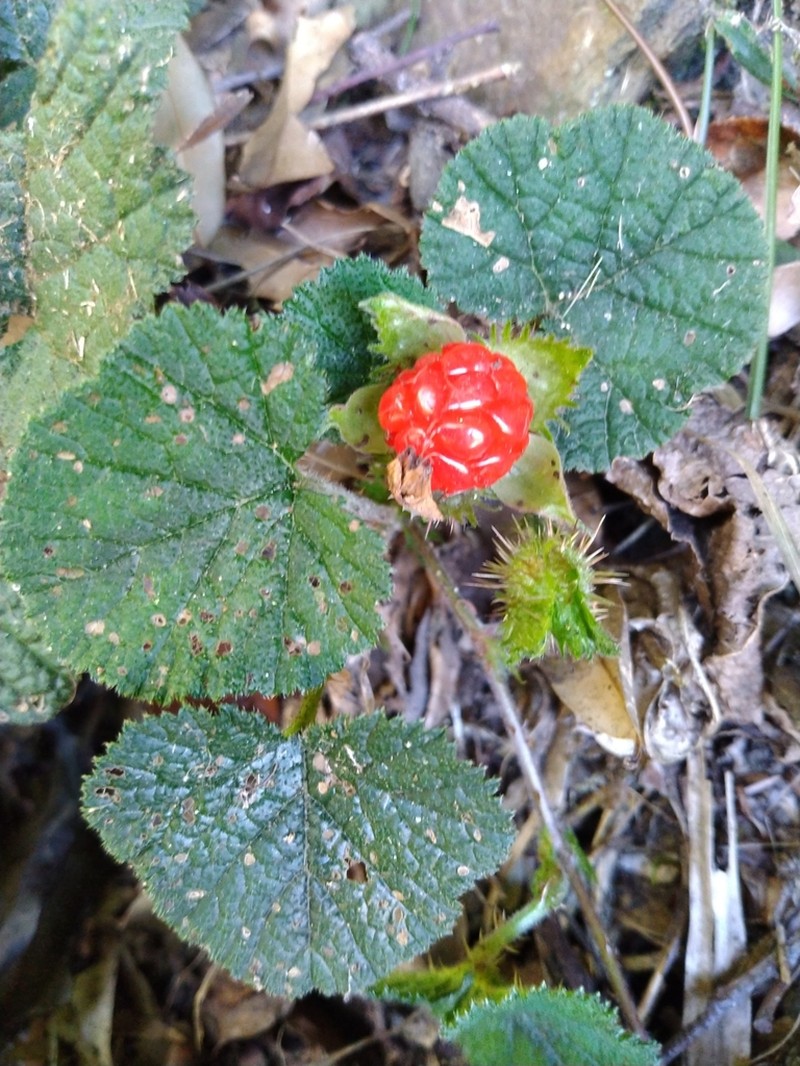 Rubus pectinellus photo 3