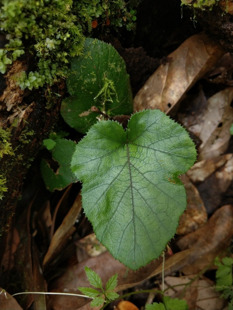 Rubus pectinellus photo 4
