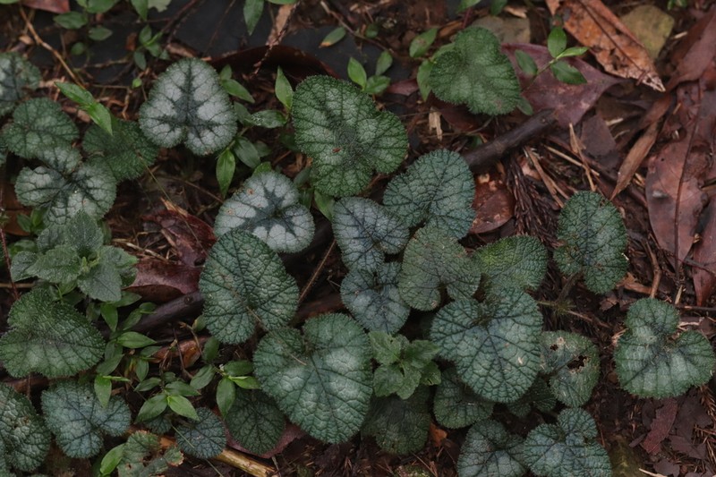 Rubus pectinellus photo 5