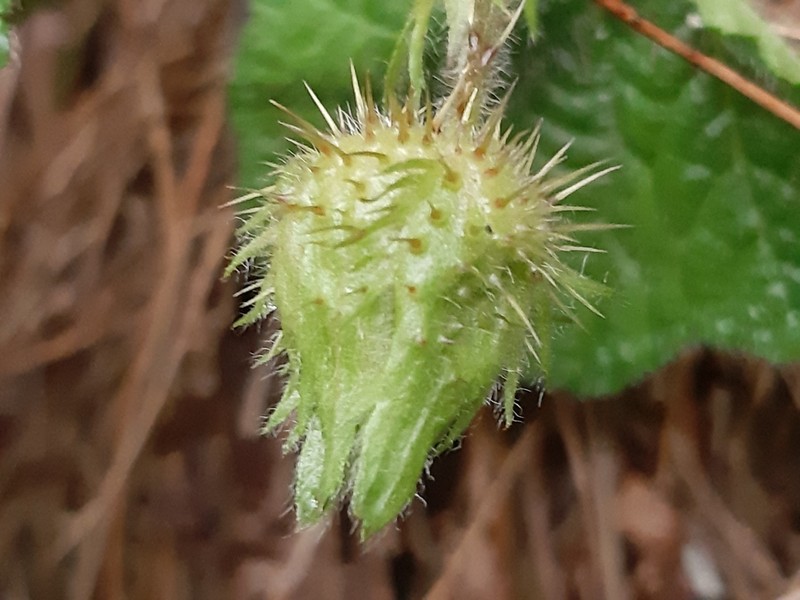 Rubus pectinellus photo 6