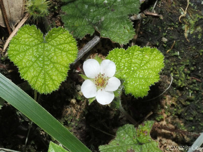 Rubus pectinellus photo 7