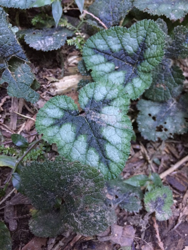 Rubus pectinellus photo 8