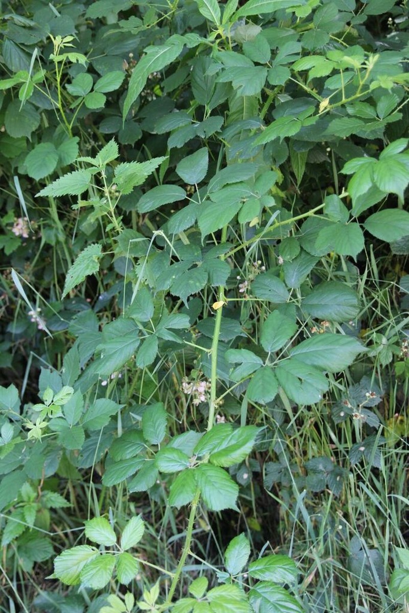 Rubus pedatifolius