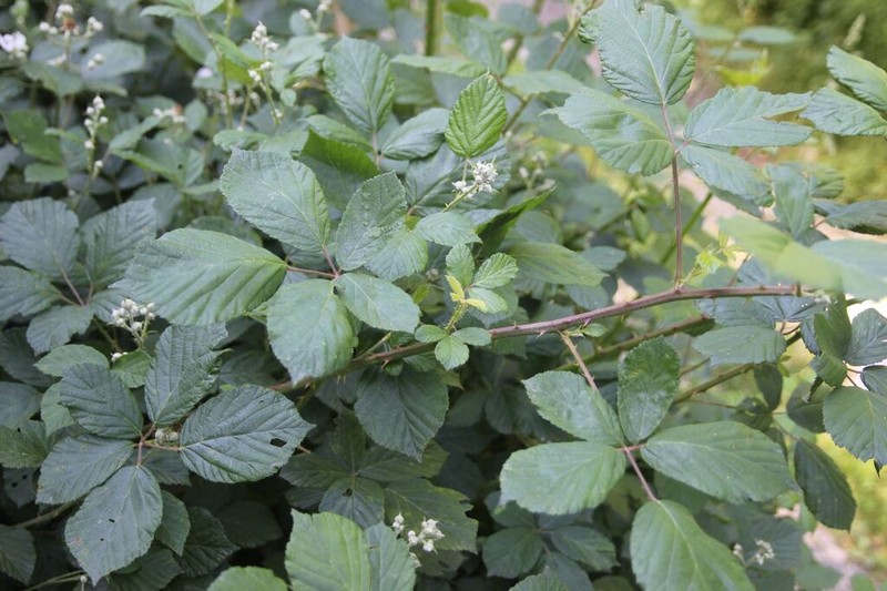 Rubus pedatifolius photo 2