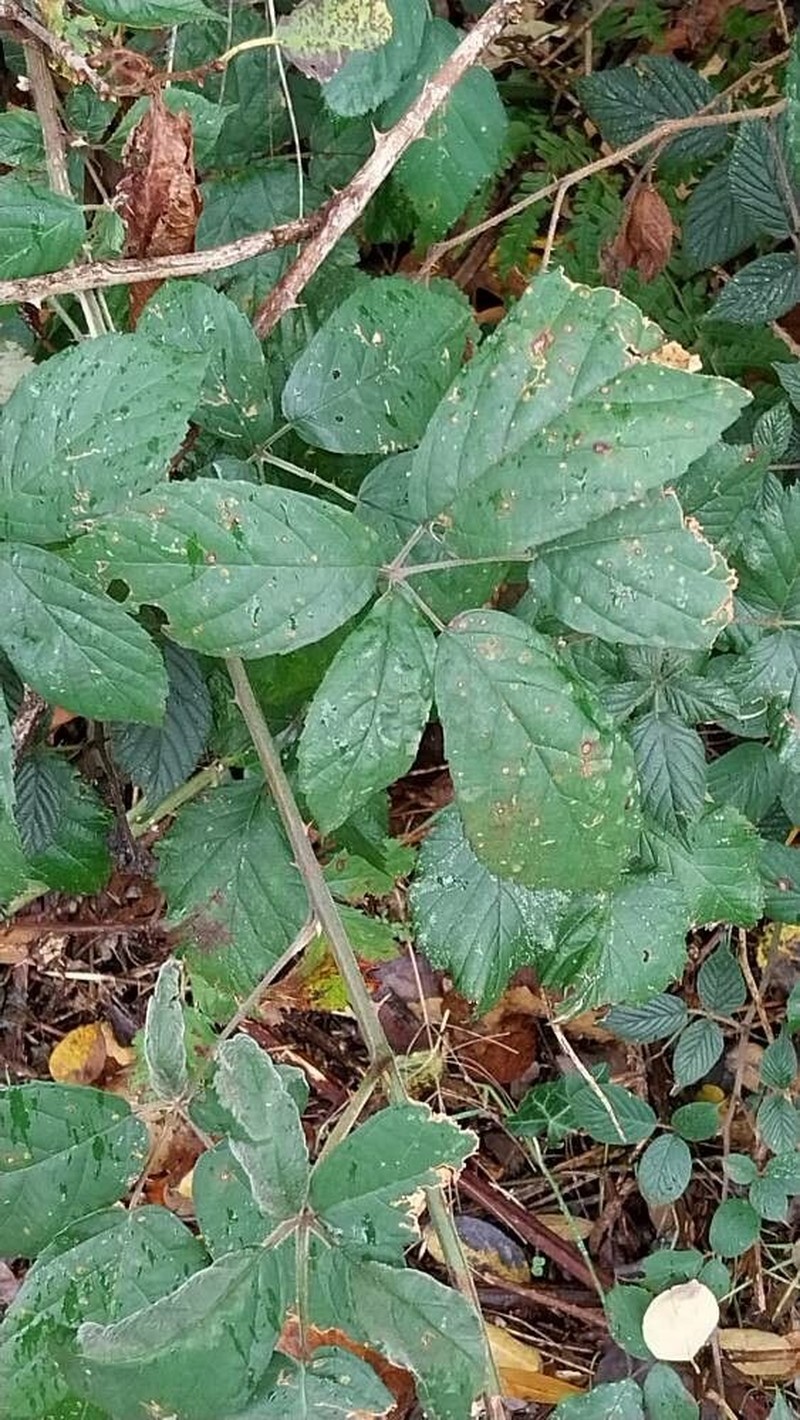 Rubus pedatifolius photo 3