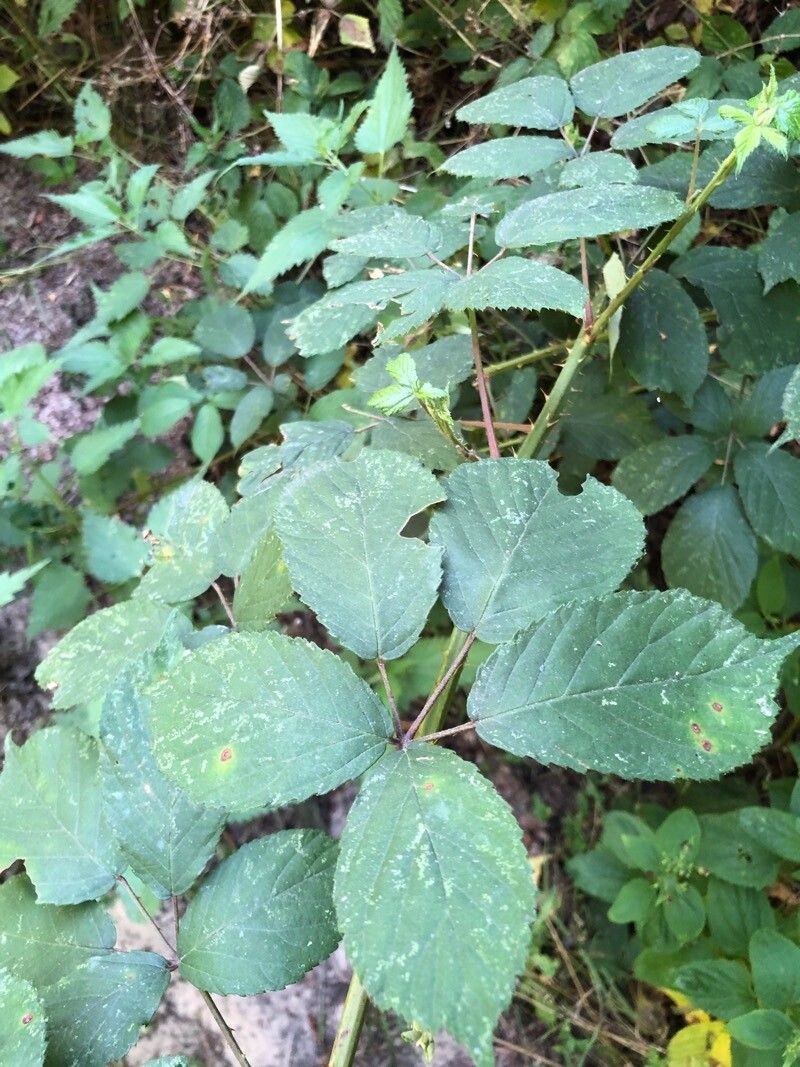Rubus pedatifolius photo 4