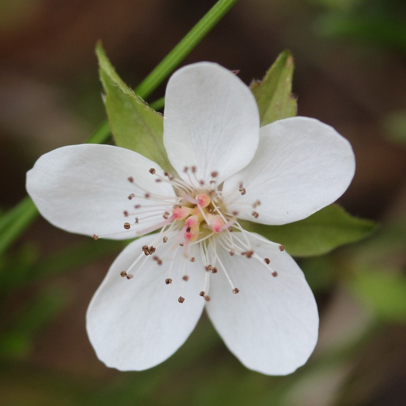 Strawberryleaf Raspberry photo 5