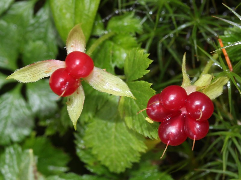 Strawberryleaf Raspberry photo 7