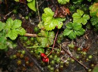 Strawberryleaf Raspberry