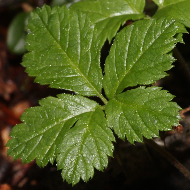 Strawberryleaf Raspberry photo 3