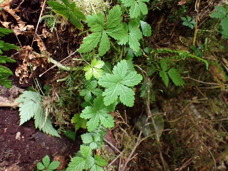 Strawberryleaf Raspberry photo 5