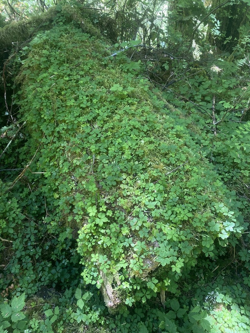 Strawberryleaf Raspberry photo 6