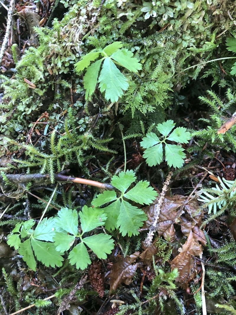Strawberryleaf Raspberry photo 7