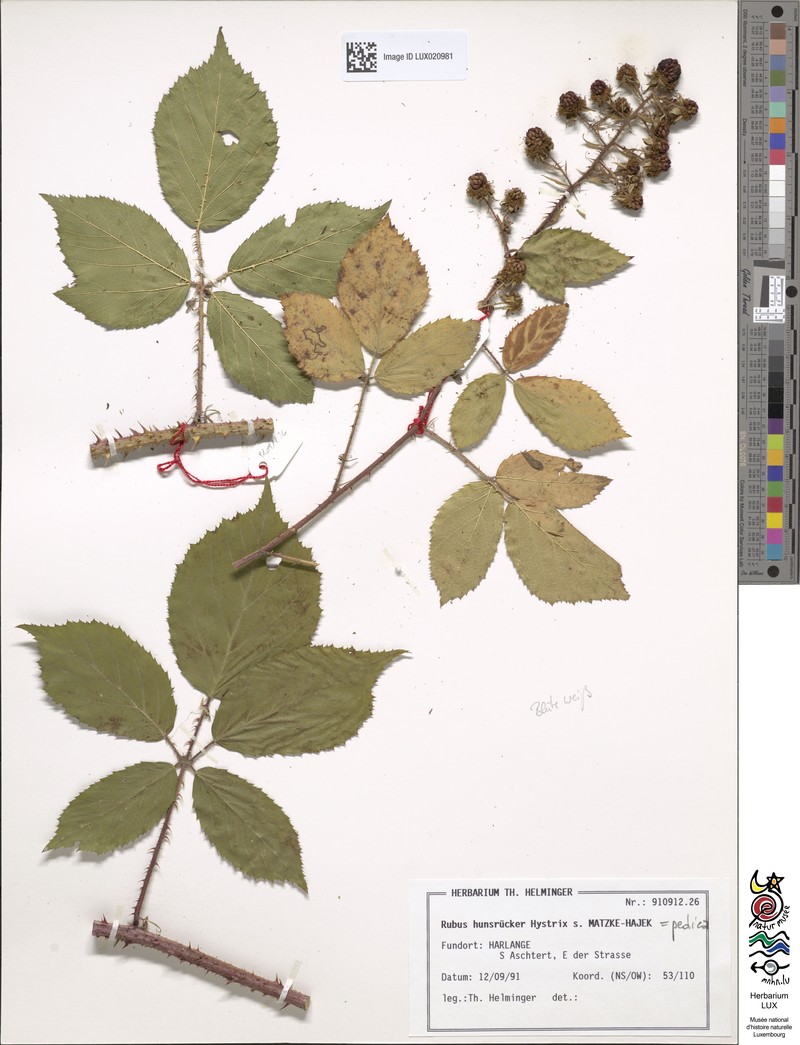 Rubus pedica