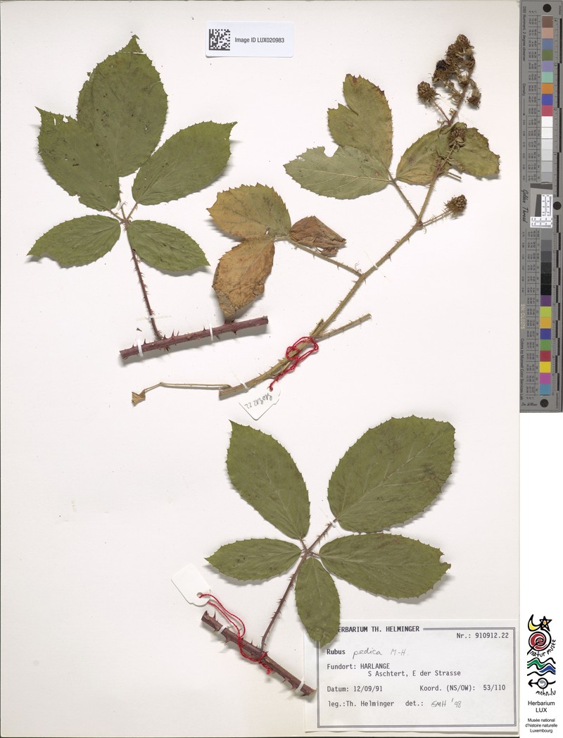 Rubus pedica photo 2