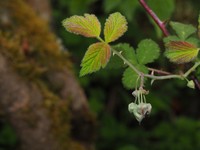 Rubus pedunculosus