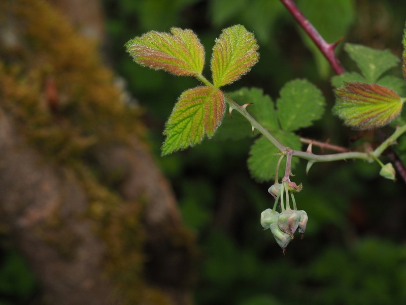 Rubus pedunculosus