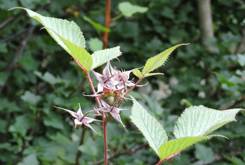 Rubus pedunculosus photo 2