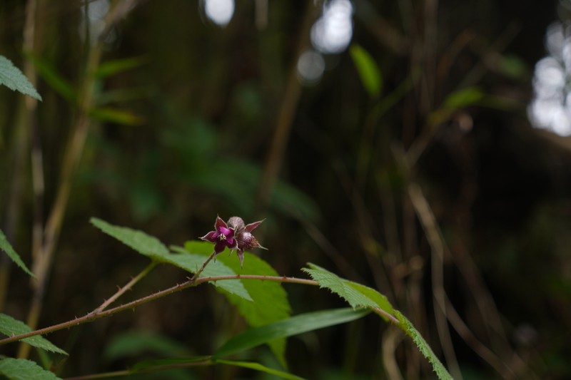 Rubus pedunculosus photo 3