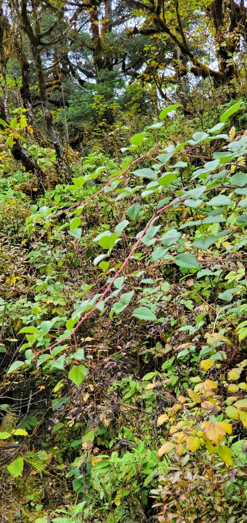 Rubus pedunculosus photo 4