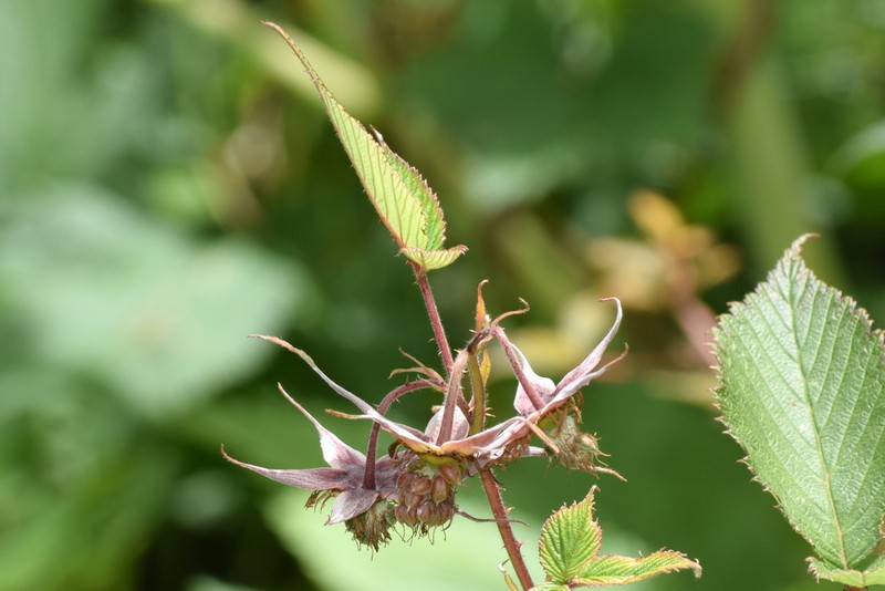 Rubus pedunculosus photo 5