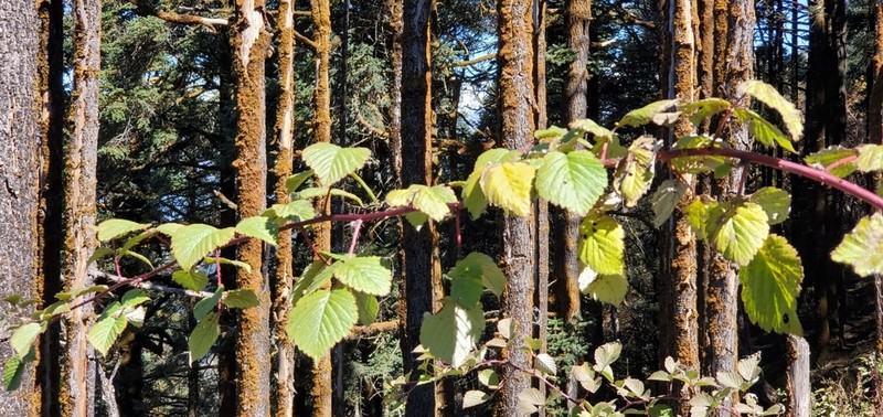 Rubus pedunculosus photo 6