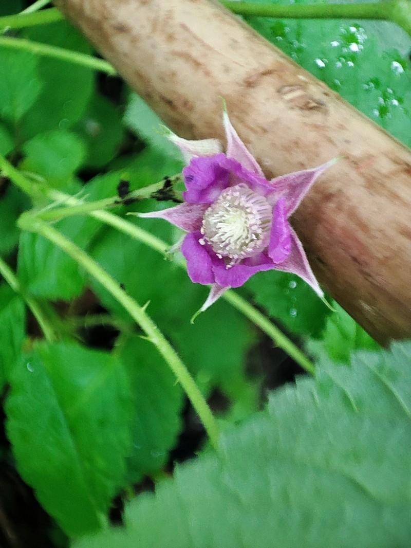 Rubus pedunculosus photo 7